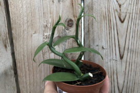 Vanilla Imperialis (Vanille orchidee)