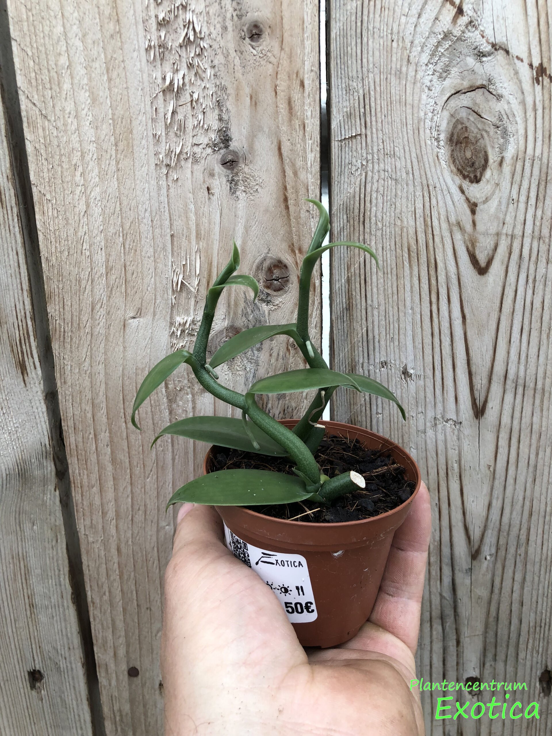 Vanilla Imperialis (Vanille orchidee)