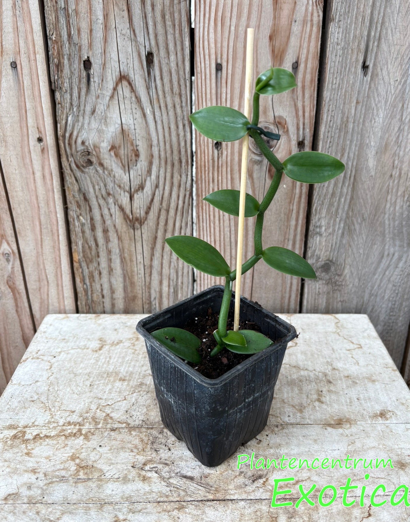Vanilla Imperialis - Vanille orchidee