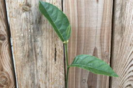 Artocarpus heterophyllus – Nangka – Jackfrucht