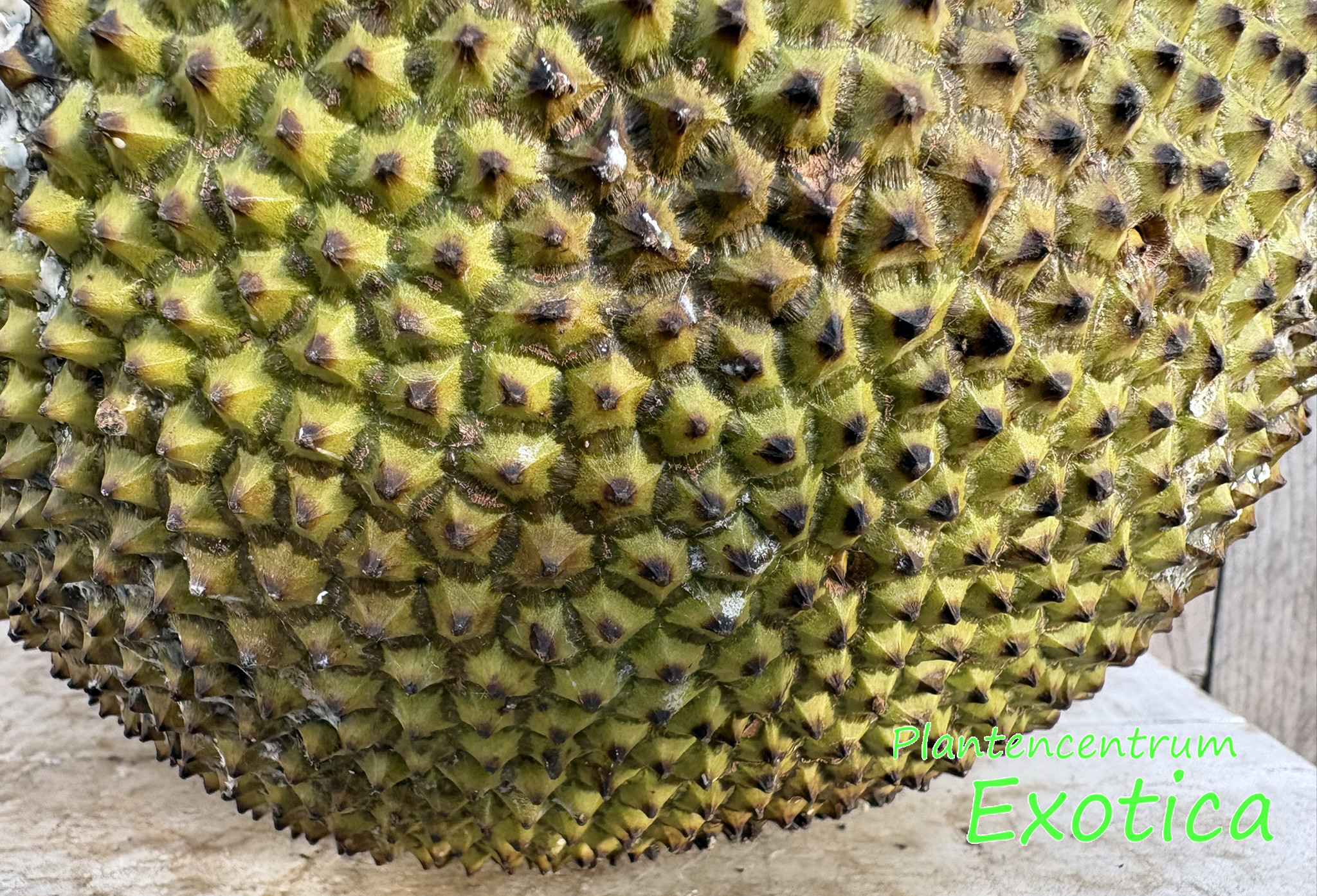 Artocarpus Heterophyllus - Nangka - Jackfruit - Afbeelding 3