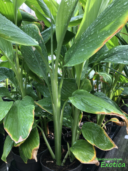 Curcuma Longa - Kurkuma - Turmeric