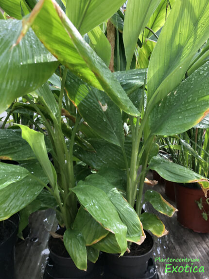Curcuma Longa - Kurkuma - Turmeric - Image 2