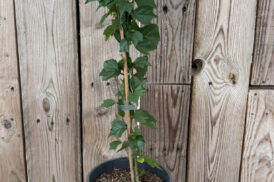 Cudrania tricuspidata – Chinese aardbeienboom