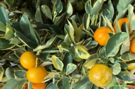 Citrus Mitis Calamondin variegata