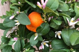 Citrus Rangpur (c. reticulata x c. medica)