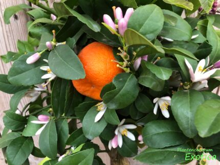 Citrus Rangpur (c. reticulata x c. medica)