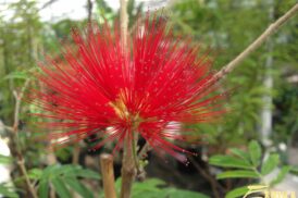 Calliandra Tweedii