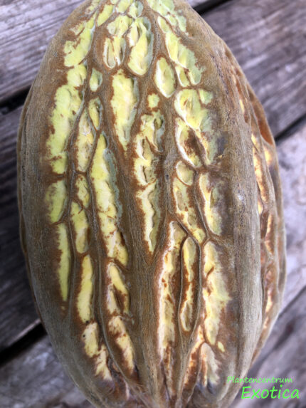 Theobroma Bicolor - Weiße Kakaopflanze