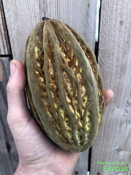 Theobroma Bicolor - Weiße Kakaopflanze – Bild 2