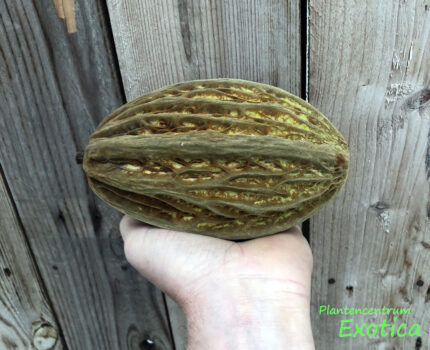 Theobroma Bicolor - Weiße Kakaopflanze – Bild 3