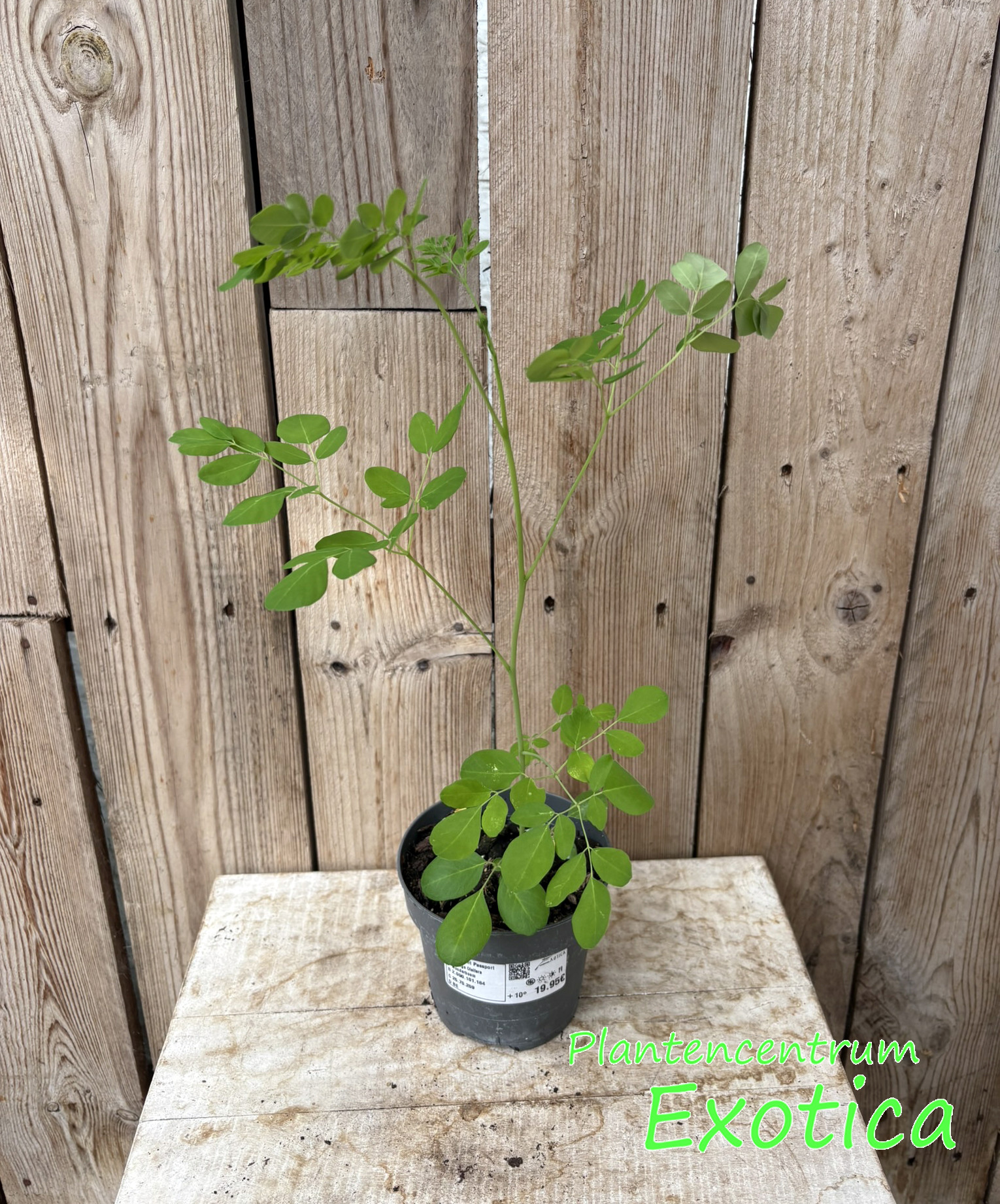 Moringa Oleifera - Miracle Tree