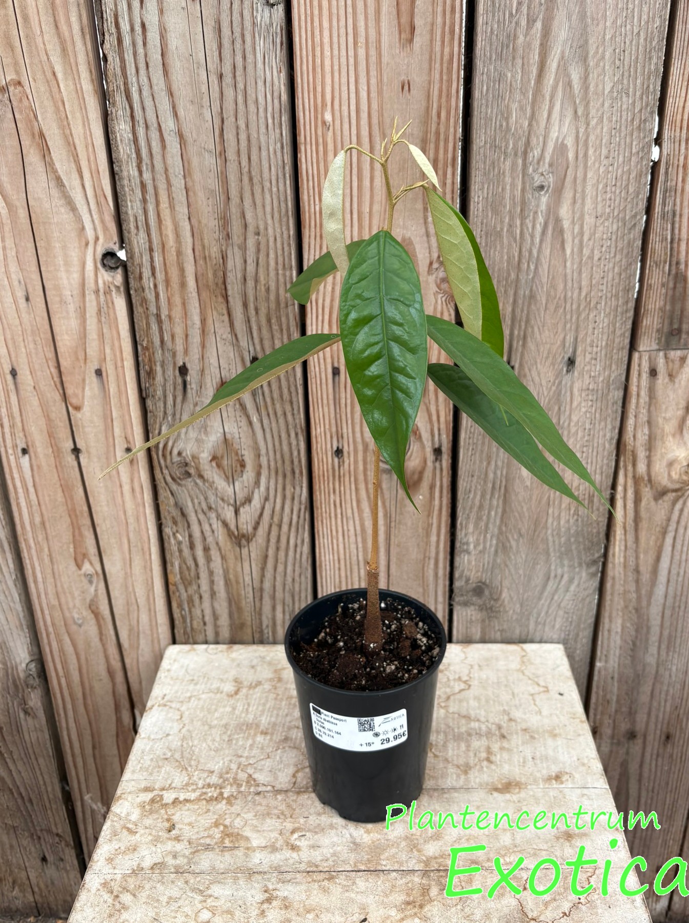 Durio zibethinus (Durian)