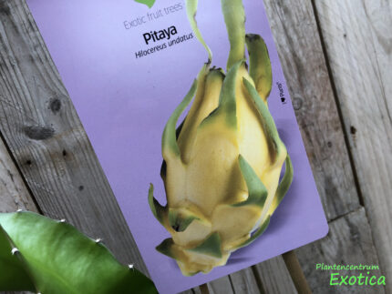 Pitahaya - Hylocereus megalanthus (Fruit du dragon, Fruit du dragon) (Jaune)
