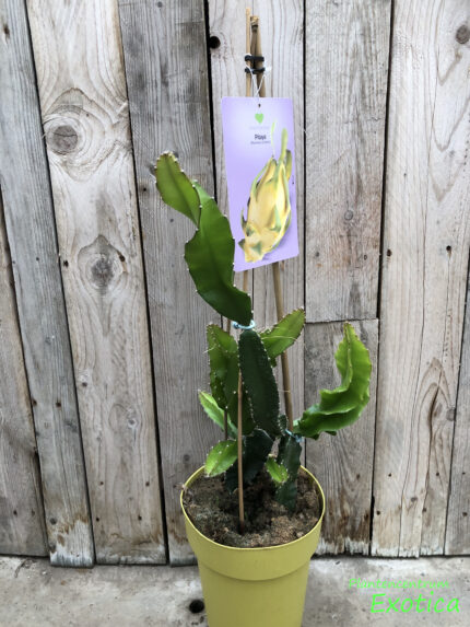 Pitahaya - Hylocereus megalanthus (Fruit du dragon, Fruit du dragon) (Jaune) – Image 2