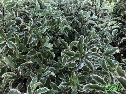 Pittosporum Tobira Silver Queen (laurier australien)