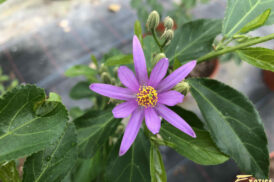 Grewia Occidentalis – Lavender star – Crossberry