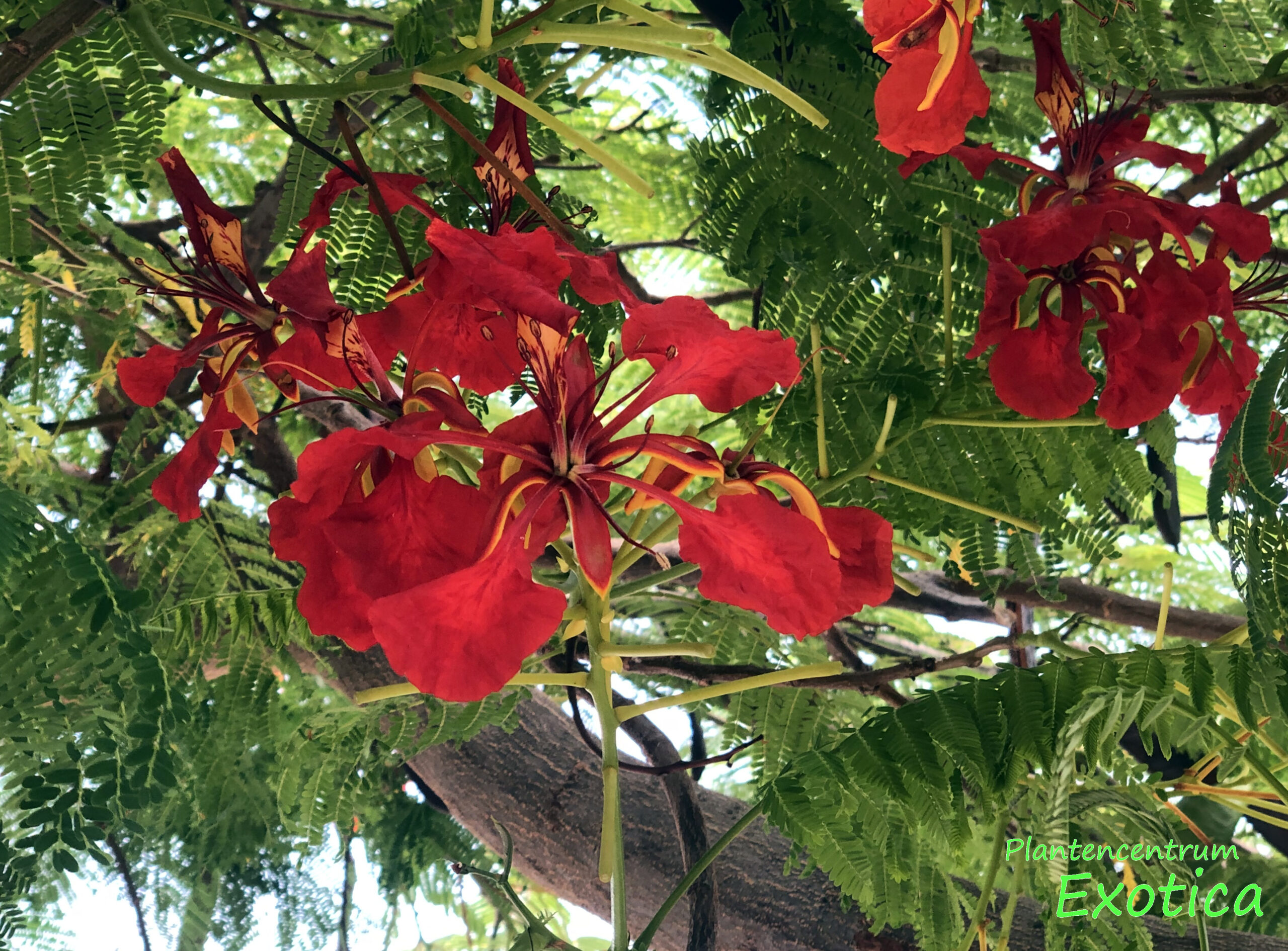 Delonix Regia - Flamboyant – Image 2