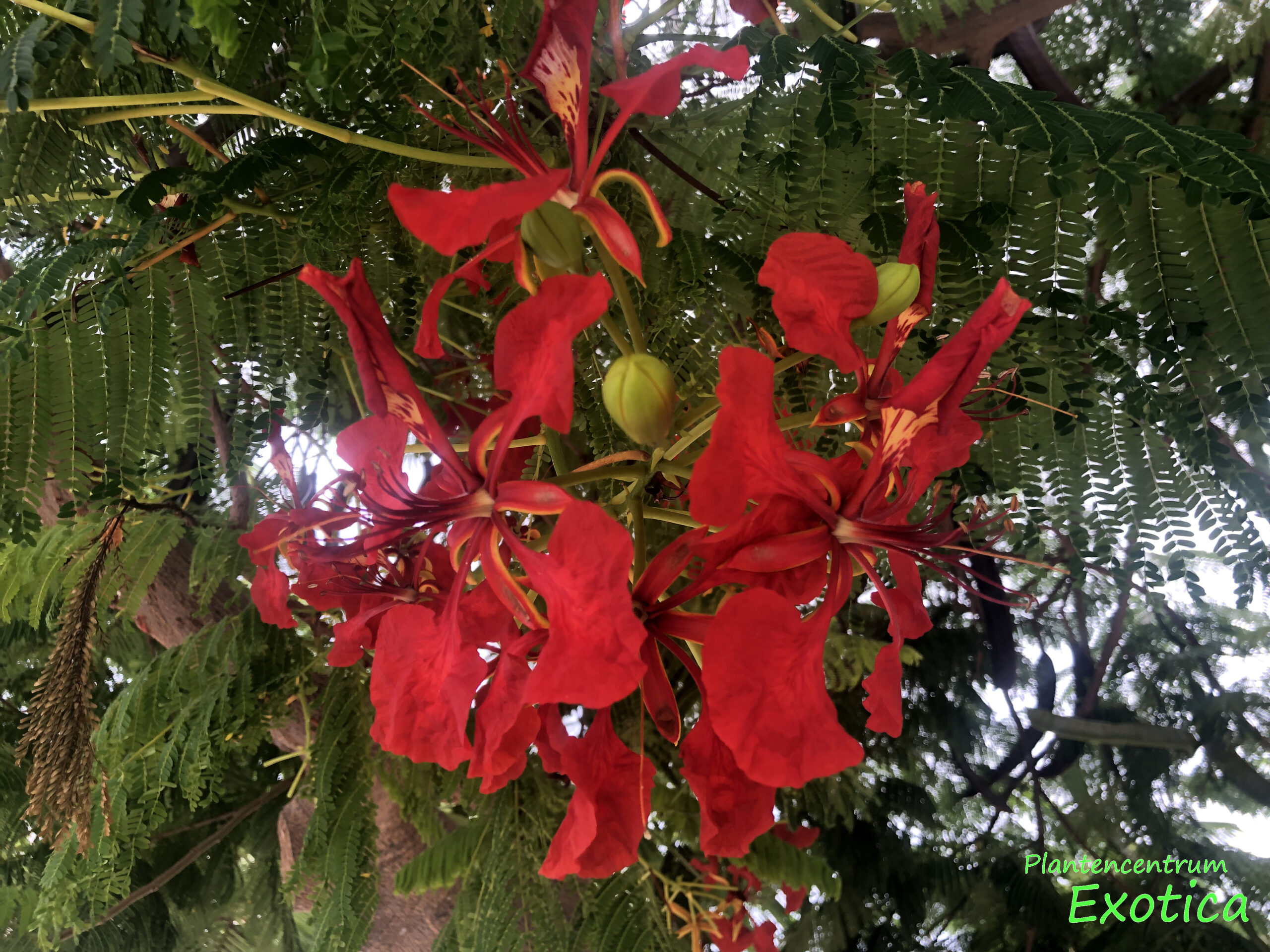 Delonix Regia - Flamboyant – Image 3