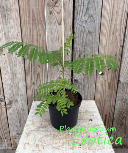 Delonix Regia - Flamboyant – Image 5