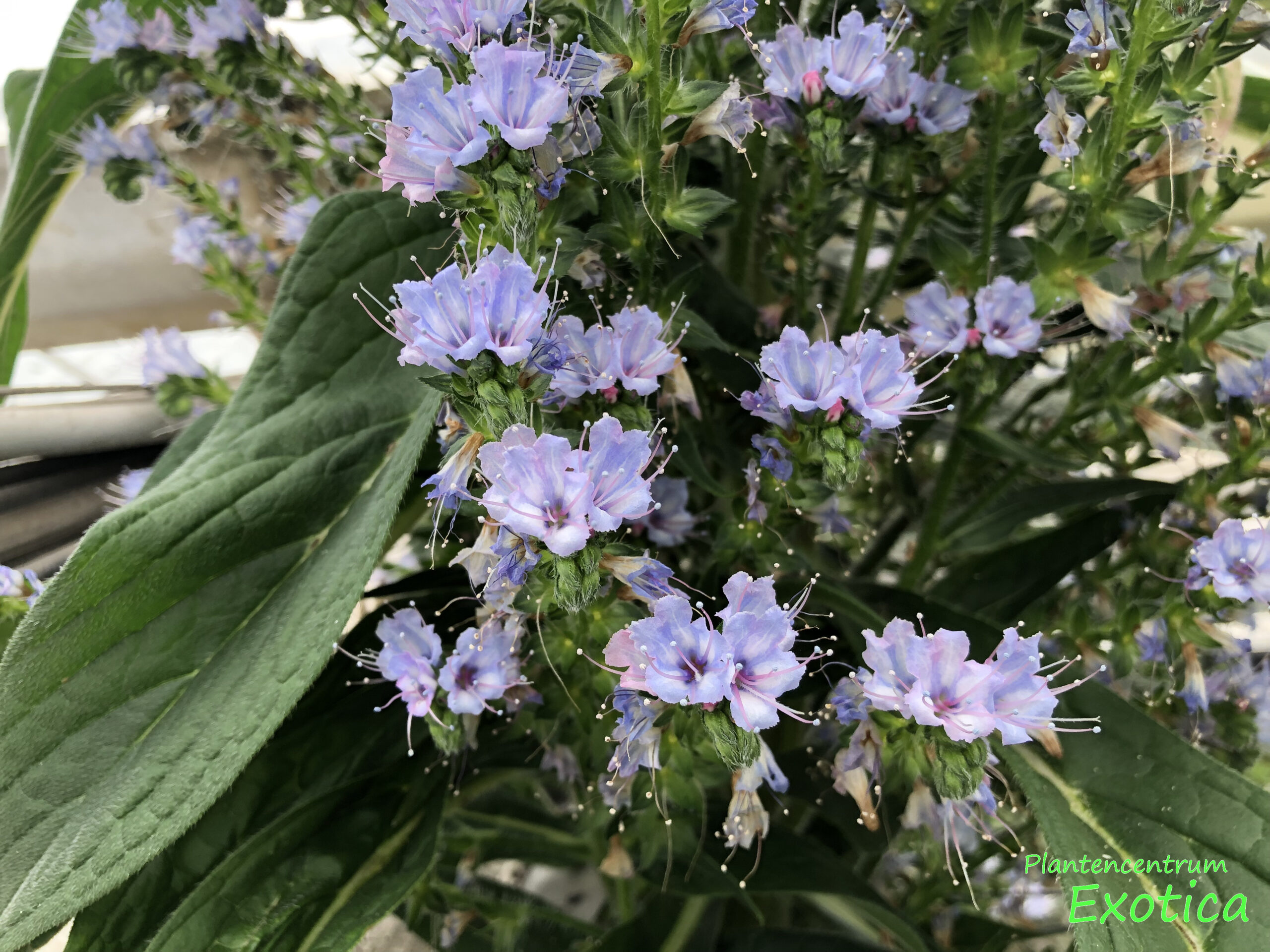 Echium Pininana – Reuzeslangenkruis