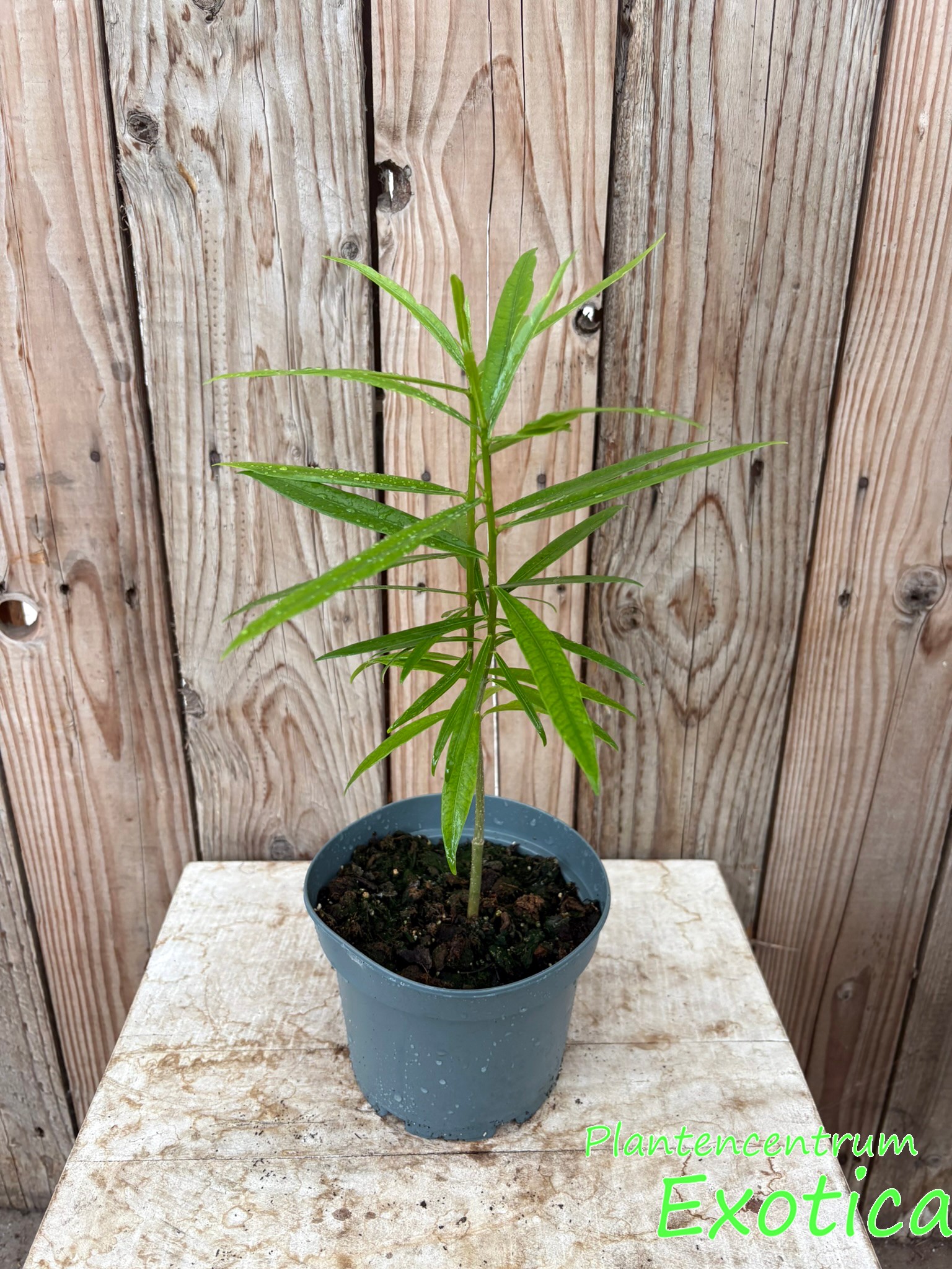 Thevetia peruviana - Peruanischer Schellenbaum - klein – Bild 3