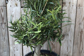 Thevetia peruviana (Peruanischer Beringungsbaum)