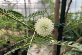 Leucaena leucocephala – Witte mimosa – Leucaena latisiliqua