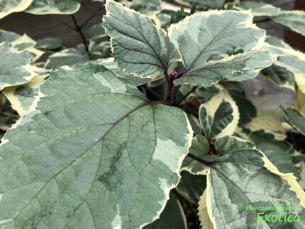 Clerodendrum Bungei 'Pink Diamond'