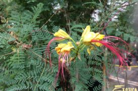 Caesalpinia Gilliesii – Erythrostemon Gilliesii (Paradijsvogelstruik)