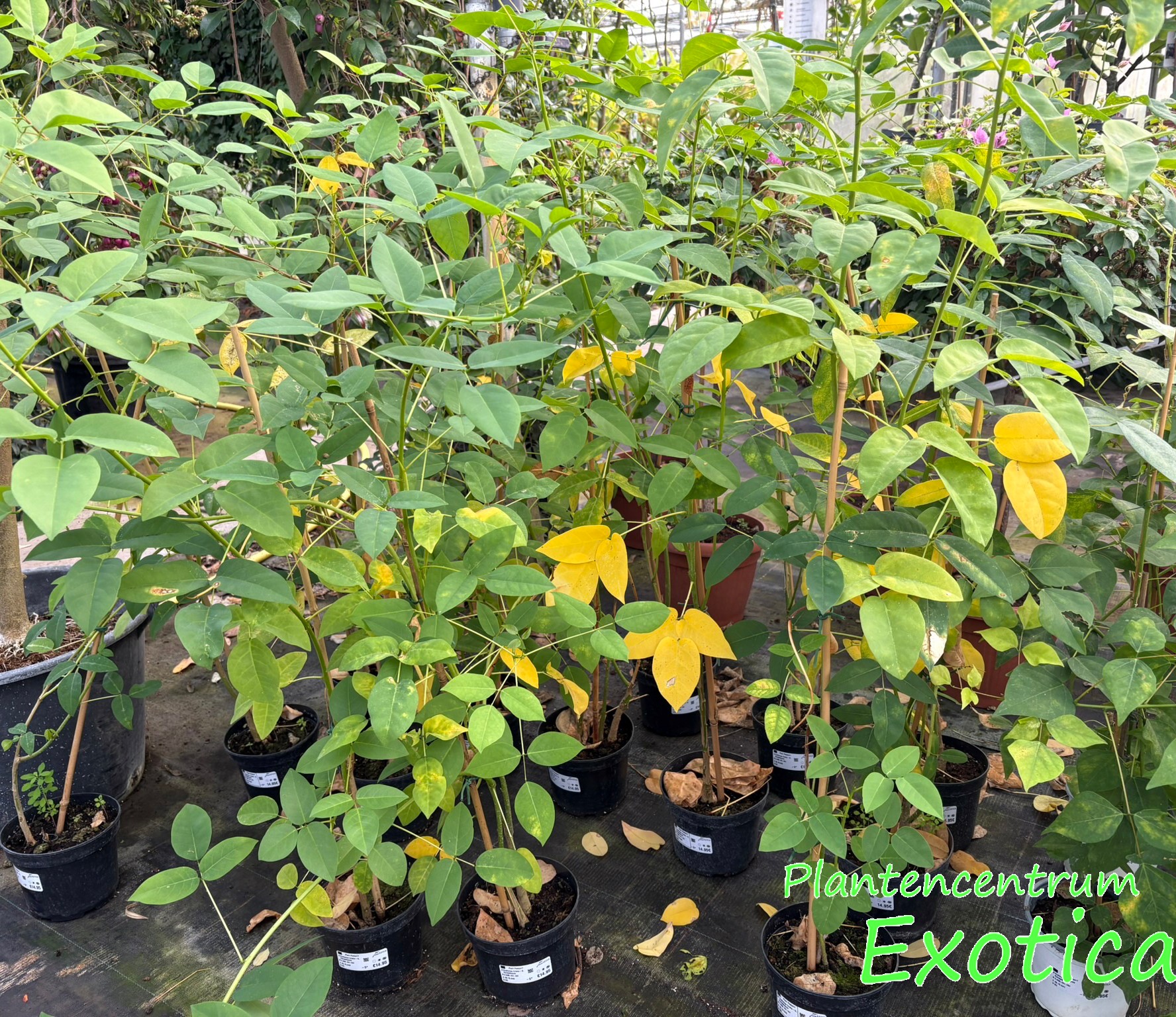 Erythrina Crista-Galli - Arbre de corail – Image 2