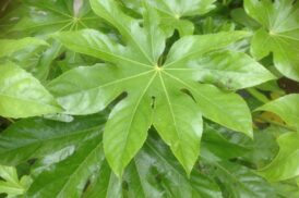 Fatsia Japonica – Vingerplant