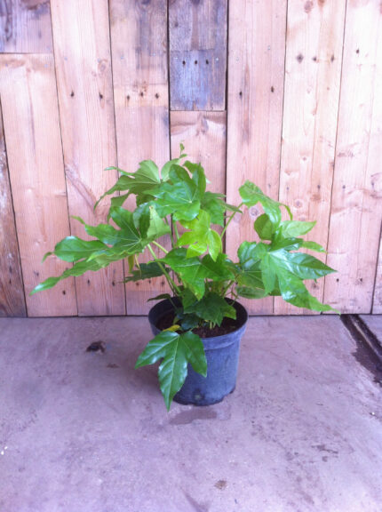 Fatsia Japonica - Finger Plant - Image 2