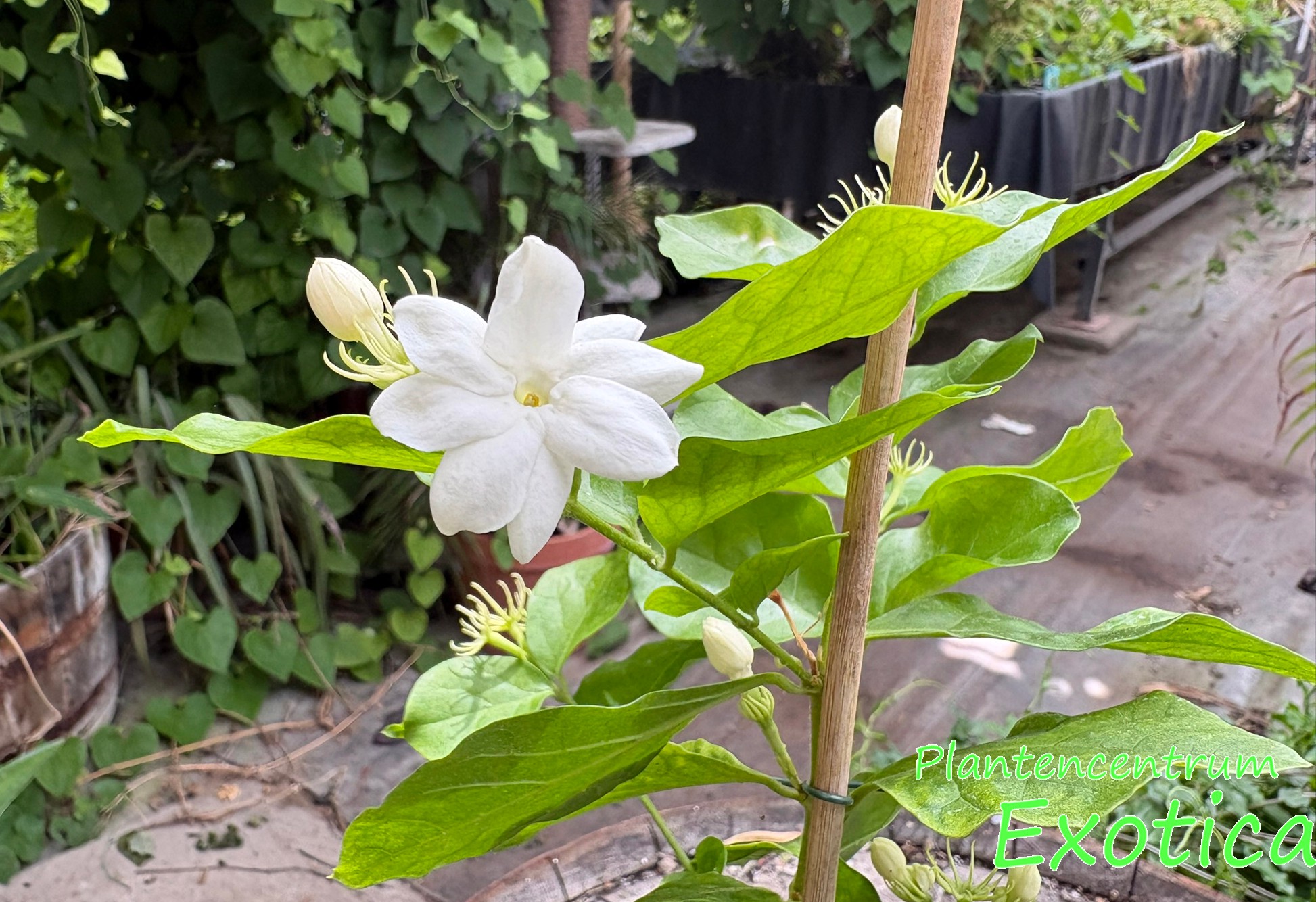 Jasminum Sambac - Jasmin d’Arabie - Maid of Orleans – Image 2