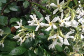Trachelospermum jasminoides (Wit) (Toscaanse Jasmijn, Sterjasmijn)