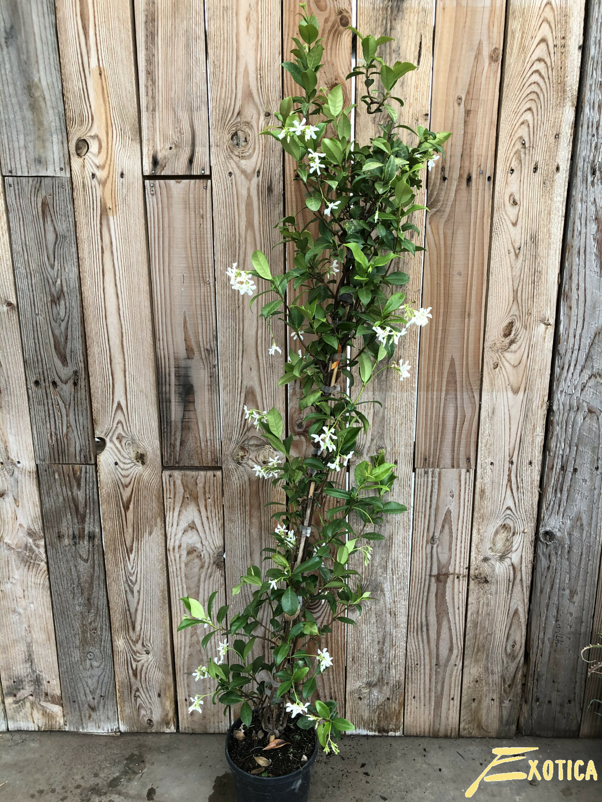 terugvallen nakomelingen Vernietigen Trachelospermum jasminoides (Wit) (Toscaanse Jasmijn, Sterjasmijn) –  Plantencentrum Exotica