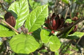 Calycanthus floridus – Gewürzstrauch – Melonenbaum