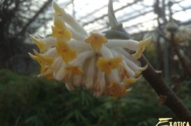 Edgeworthia Chrysantha – Papierstruik