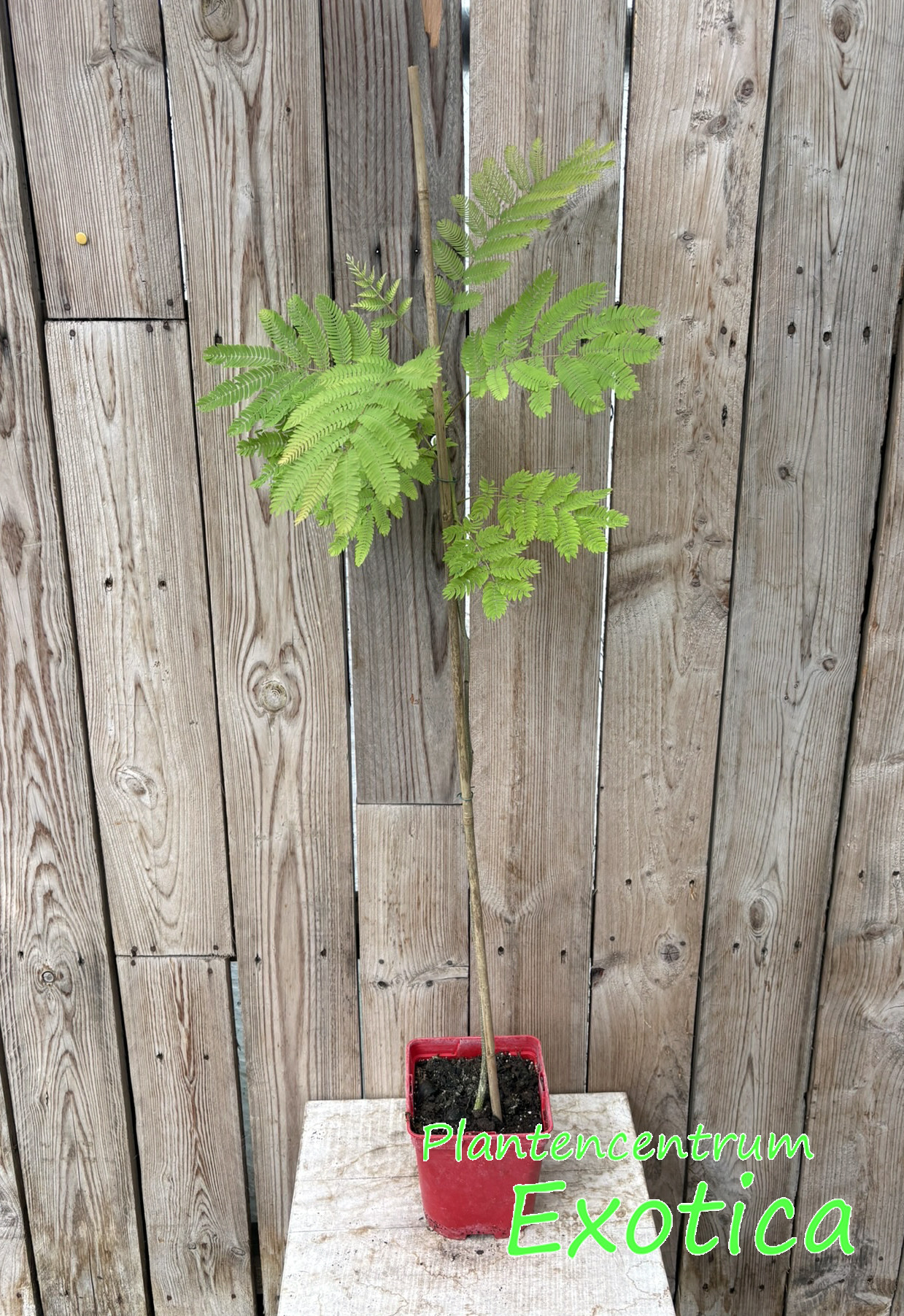 Albizia Julibrissin - Persian Sleeping Tree - Image 2