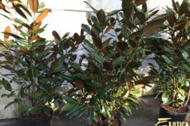 Magnolia Grandiflora gallisoniensis
