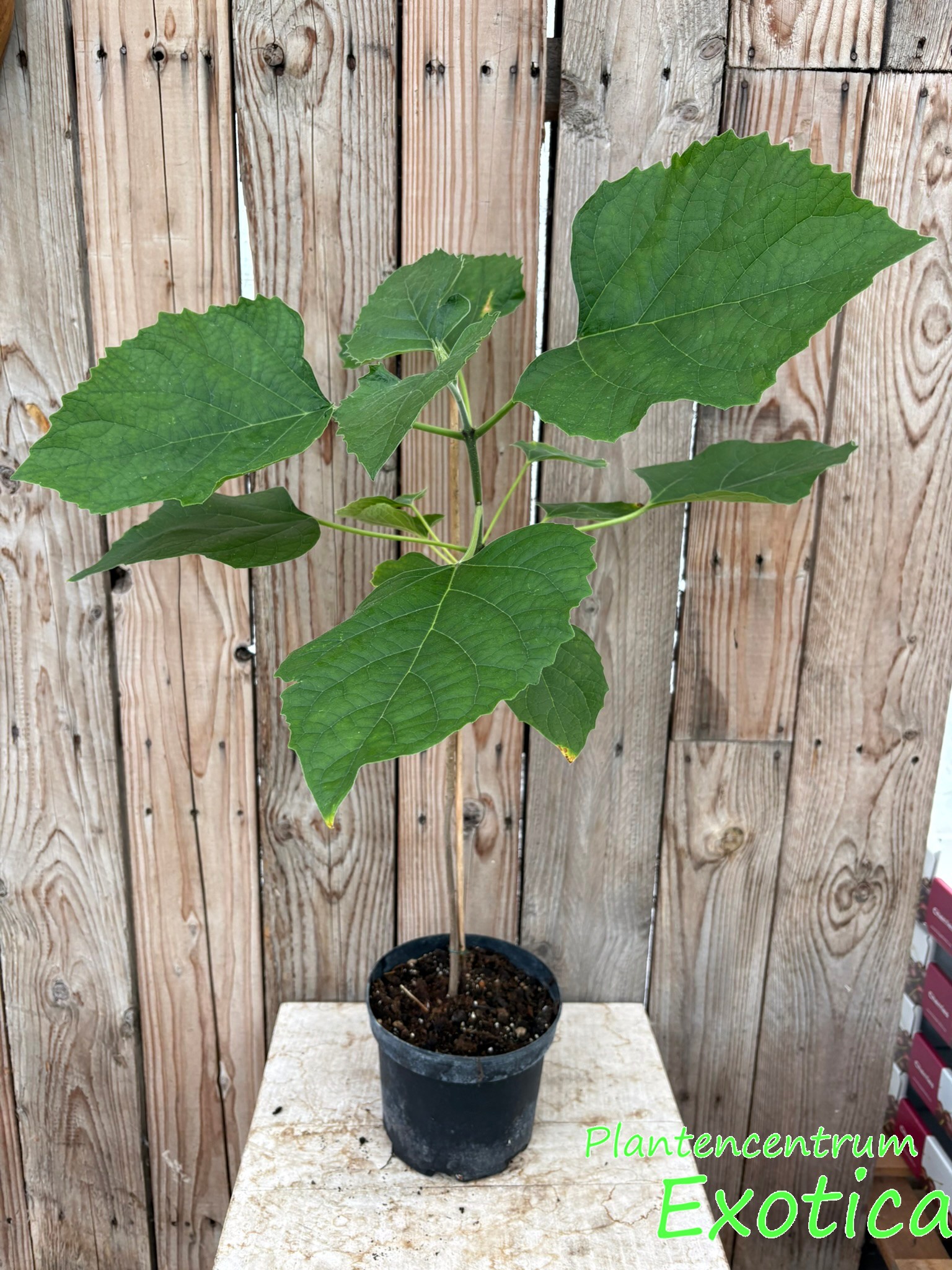 Clerodendrum Fragrans / Philippinum – Bild 2