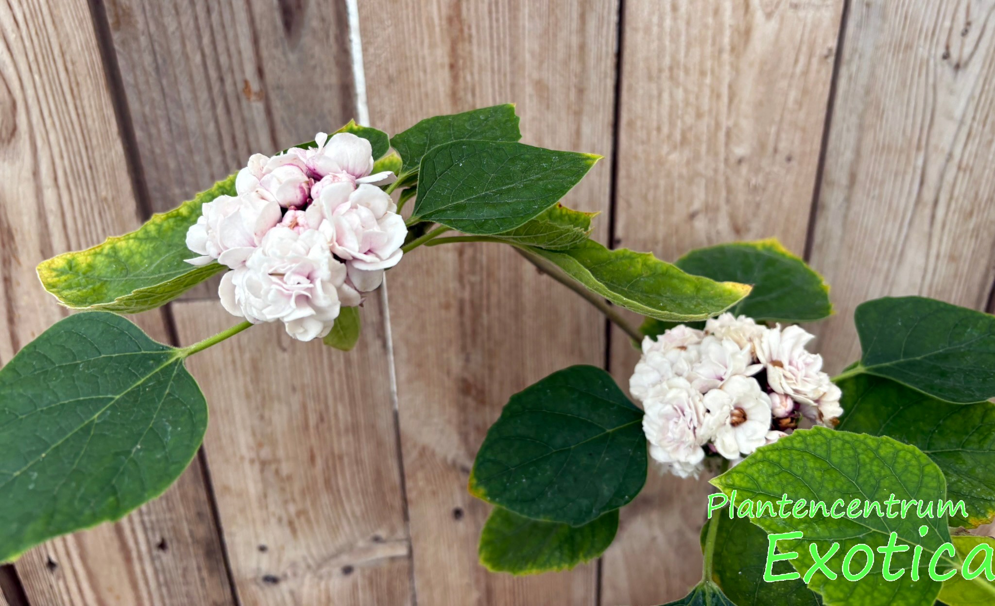 Clerodendrum Fragrans / Philippinum – Bild 3