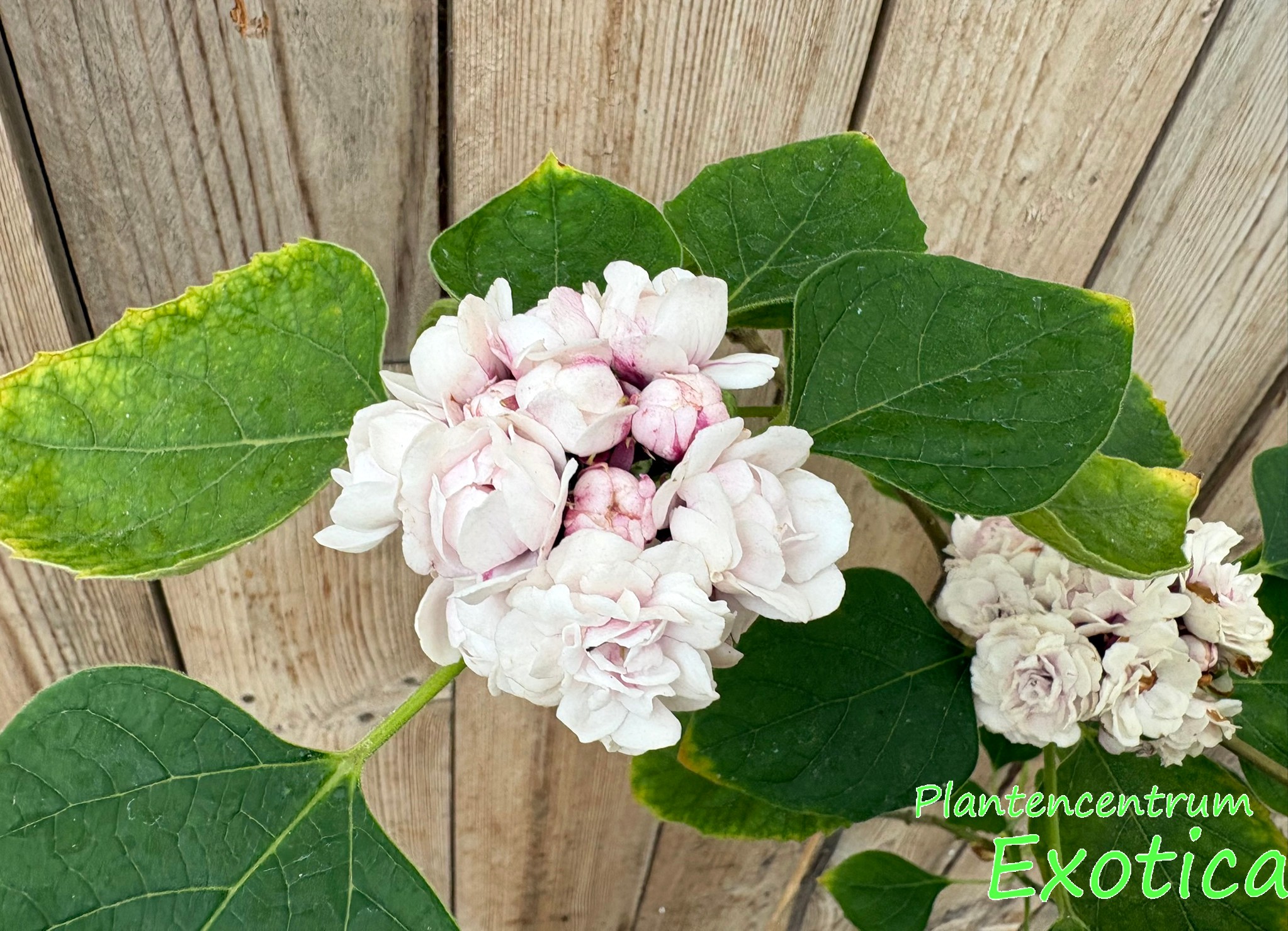 Clerodendrum Fragrans / Philippinum – Bild 4