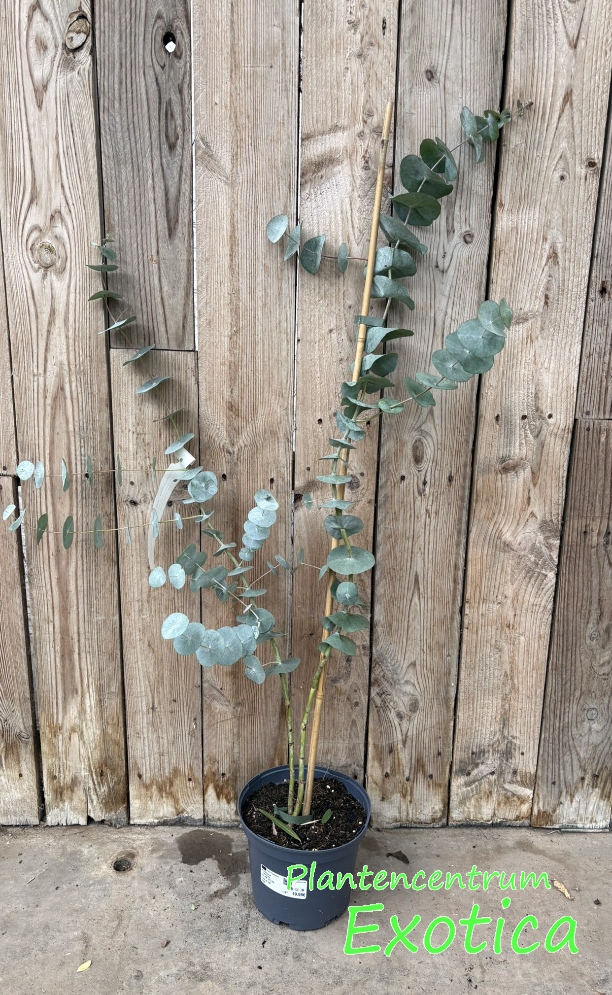 Eucalyptus Perriniana