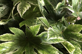 Fatsia Japonica Spider web – Vingerplant