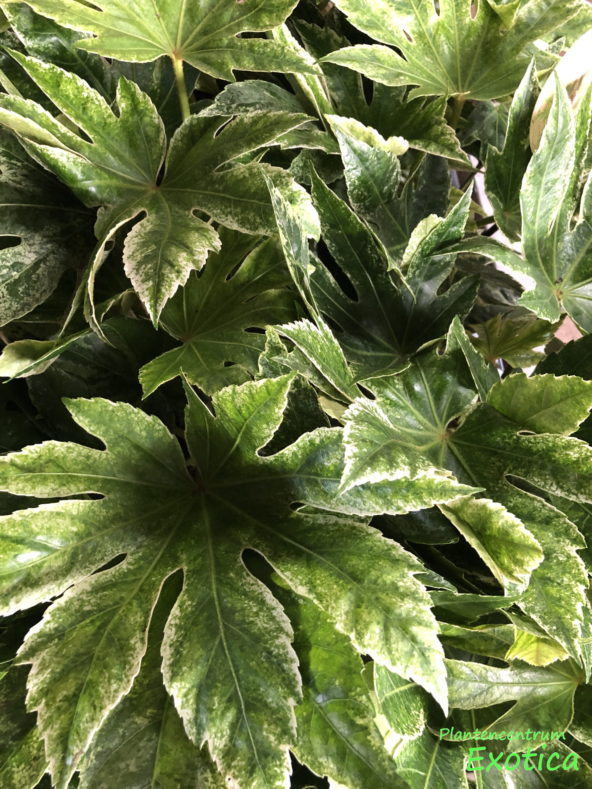 Fatsia Japonica Spider web – Vingerplant