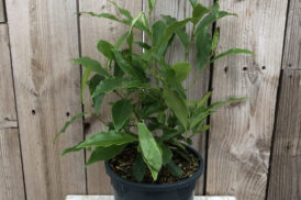 Michelia Figo – Banana Bush
