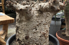 Adansonia Digitata – Baobab