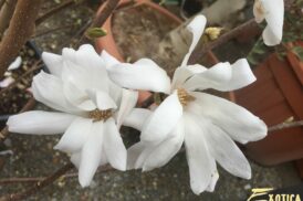 Magnolia stellata Alba