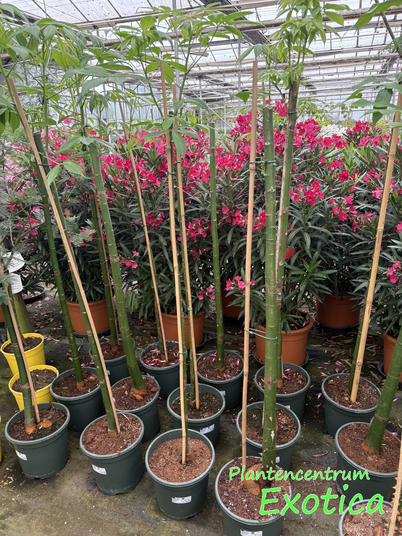 Ceibia Speciosa (Chorisia Speciosa) (Seidenseidenbaum) – Bild 5